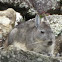Northern Viscacha