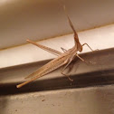 Nosed Grasshopper