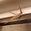 Nosed Grasshopper