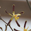 Orchid
