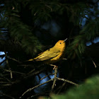 Yellow Warbler