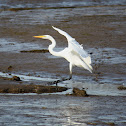 Great Egret