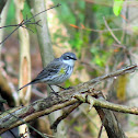 Yellow-rumped Warbler (Myrtle)