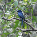 Ashy Drongo