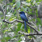 Ashy Drongo