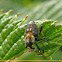 Gorgulho (Weevil)