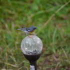 Northern Parula