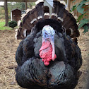 Turkey (domestic)