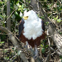 African Fish Eagle