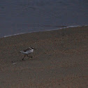 Frailecillo blanco