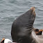 California Sea Lion