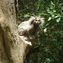 Sagui de tufos brancos (Whites tufts marmosets)