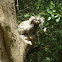 Sagui de tufos brancos (Whites tufts marmosets)