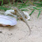 Texas Spiny Lizard