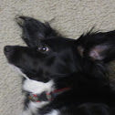 domestic dog(name is Carly)