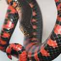 Red Bellied Mud Snake