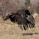 Golden Eagle