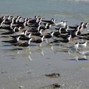 Black Skimmer