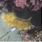 Sea slug 