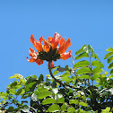 African Tulip Tree