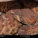Red Diamond Rattlesnake