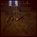Opposum