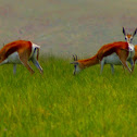 Springbok