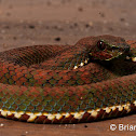 Philippine pit viper