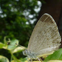 Common Grass Blue