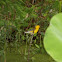 Prothonotary Warbler