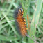 Salt Marsh Moth