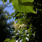 Common Lime Tree