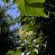 Common Lime Tree