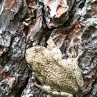 Grey tree frog