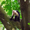 White Faced Capuchin