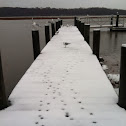 Ring-billed gull