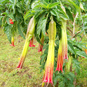 Red Angel's Trumpet