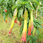 Red Angel's Trumpet