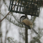 Black-capped Chickadee