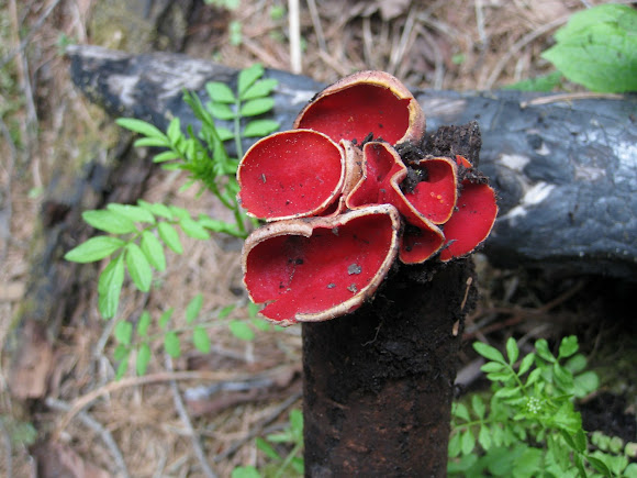 Spotting Image 1