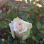 Miniature rose