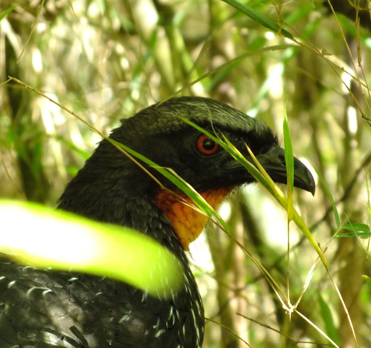 Dusky-legged Guan; Jacuguaçu(Brazil)