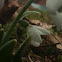Snowdrop