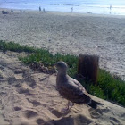 seagull 