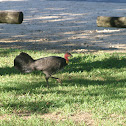 Bush Turkey