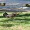 Bush Turkey