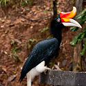 Great Hornbill.
