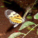 Mariposa. Butterfly. Borboleta