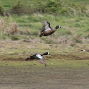 Blue-winged Teal