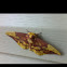 Imperial moth